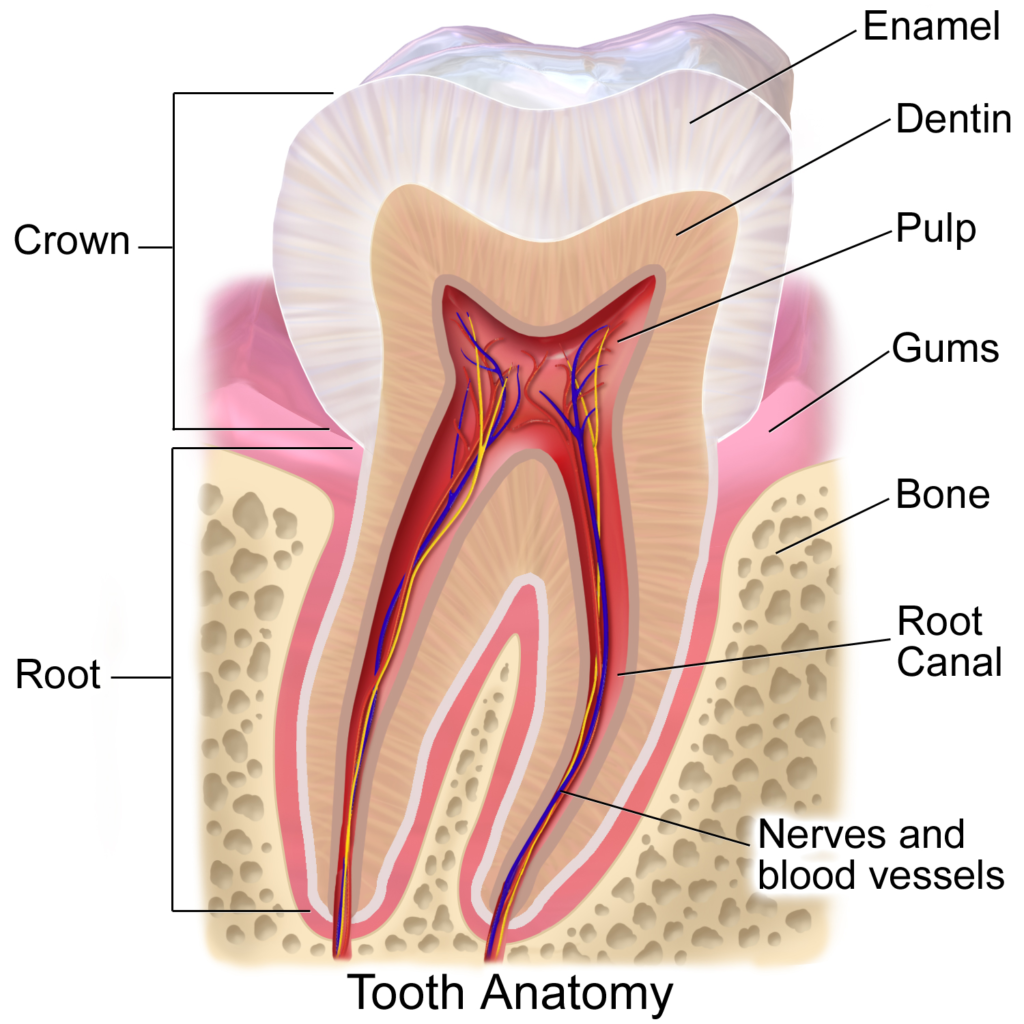طبقات الاسنان وتكوين الضرس