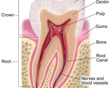 طبقة المينا في الاسنان